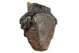 Fossil Pachycephalosaur Tooth - Montana #108167-2